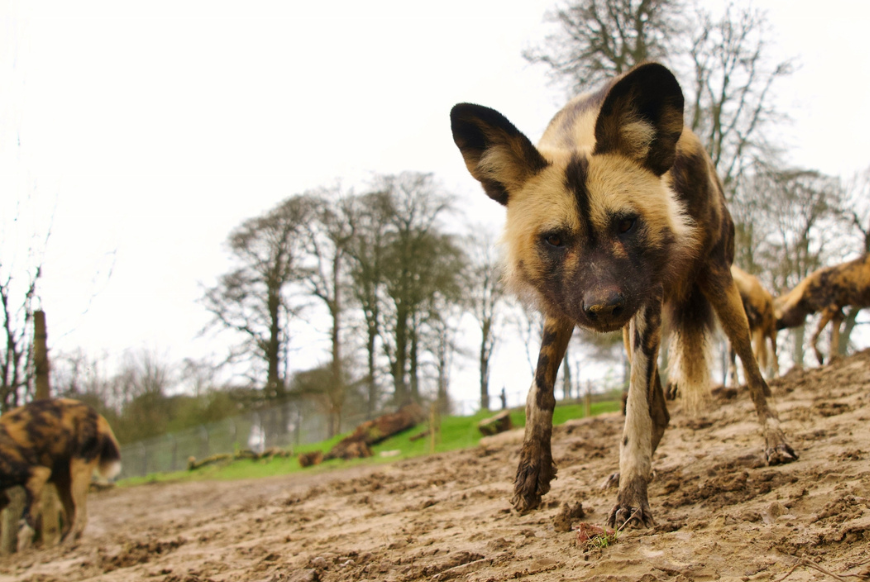 Painted dogs